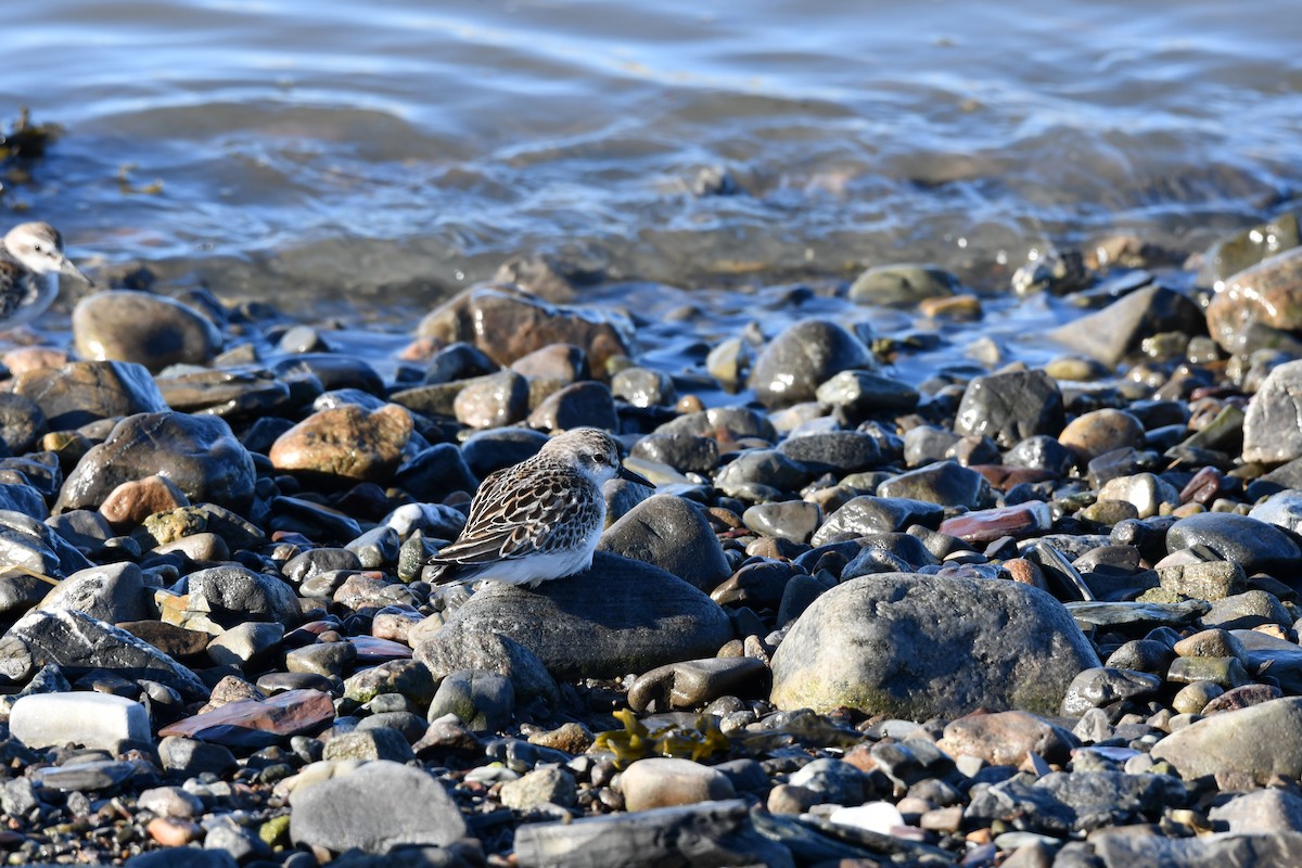 Semipalmated Sandpiper - ML642183843