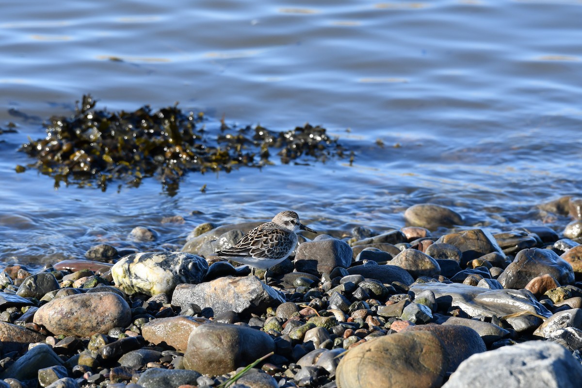 Semipalmated Sandpiper - ML642183845