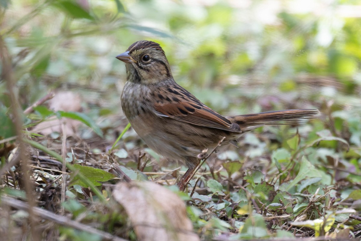 Swamp Sparrow - ML642183847