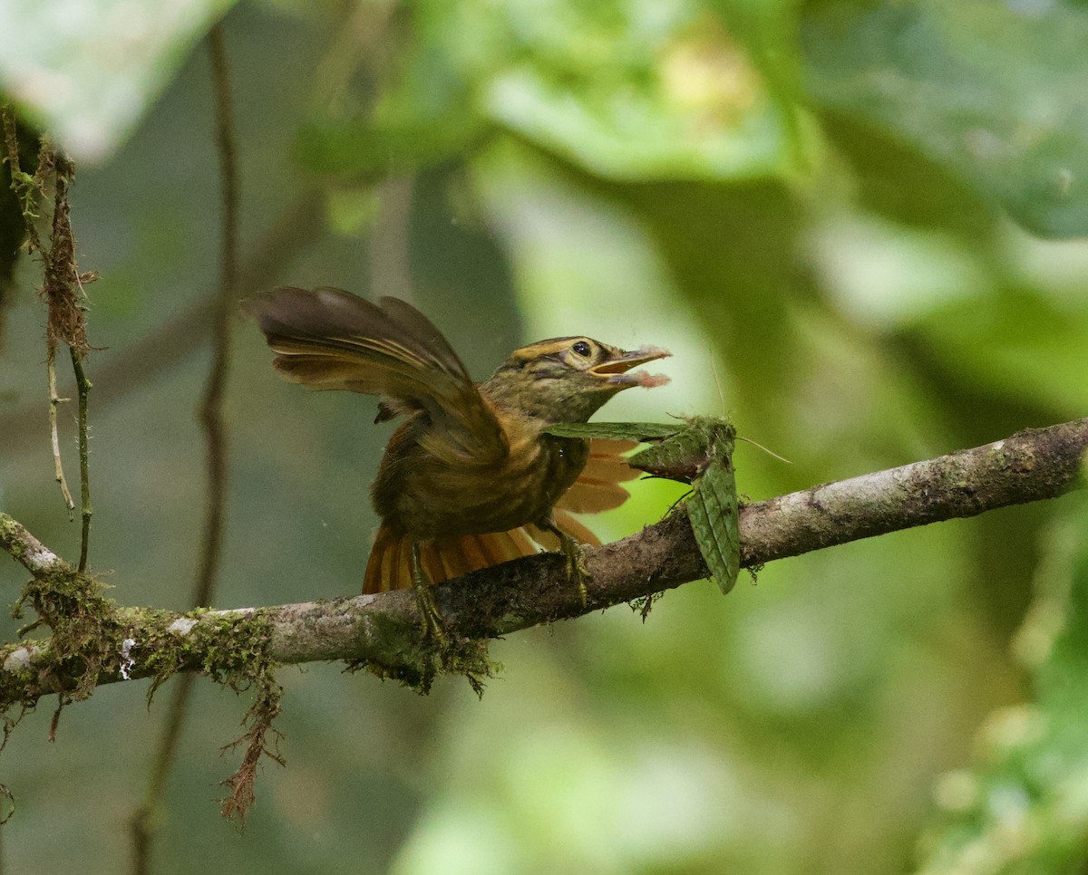 Scaly-throated Foliage-gleaner - ML642183870