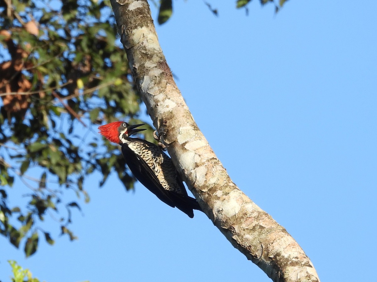 Lineated Woodpecker - ML642183871