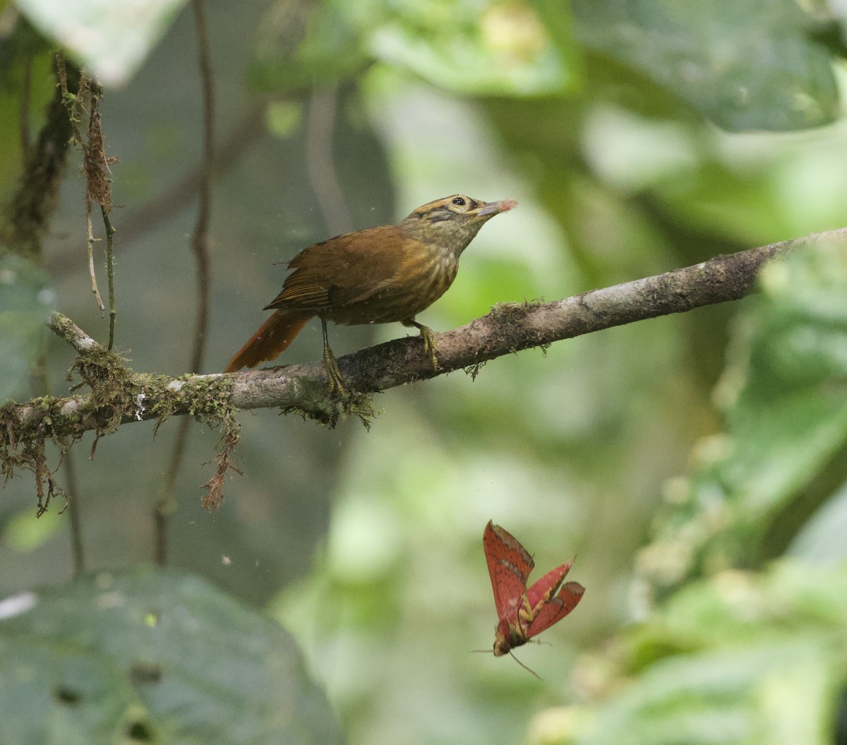 Scaly-throated Foliage-gleaner - ML642183873