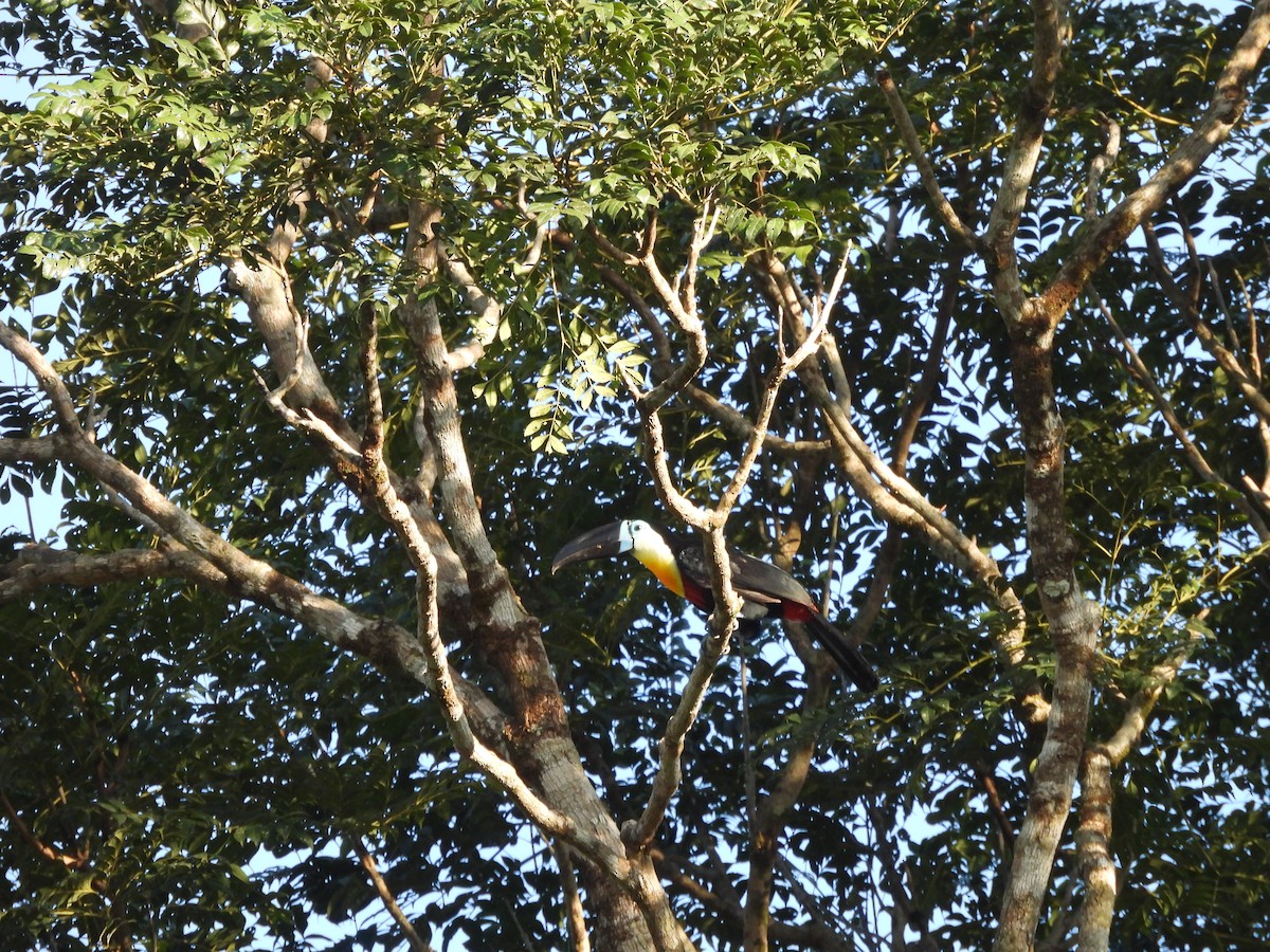 Channel-billed Toucan - ML642183877