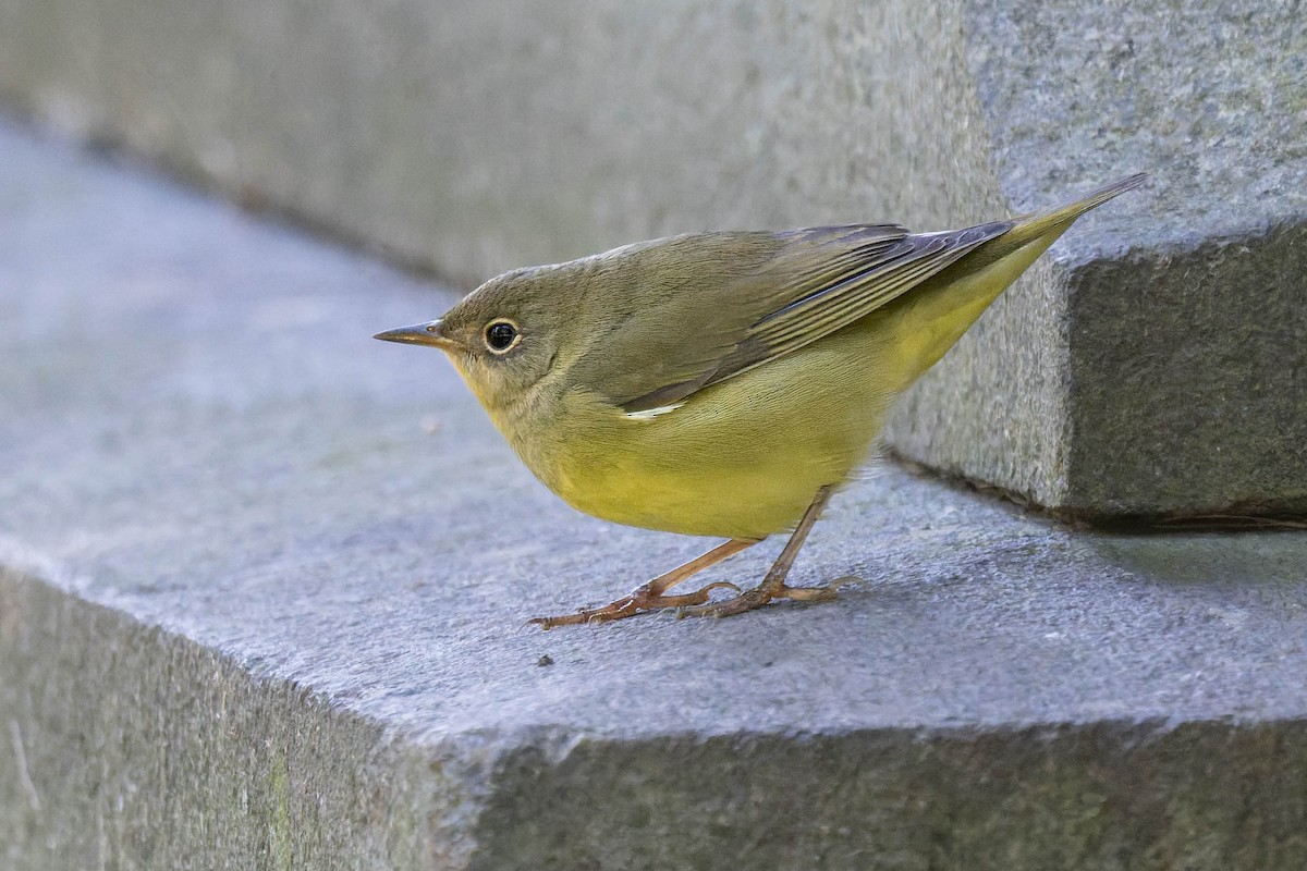 Connecticut Warbler - ML642183878