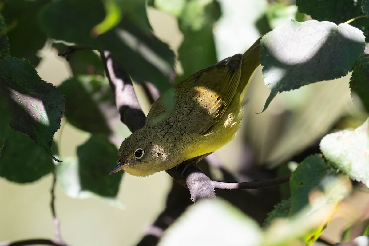 Connecticut Warbler - ML642183879