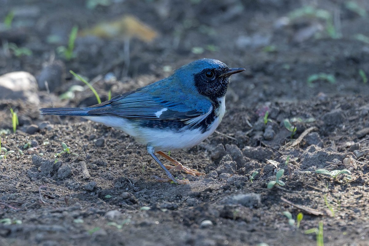 Black-throated Blue Warbler - ML642183898