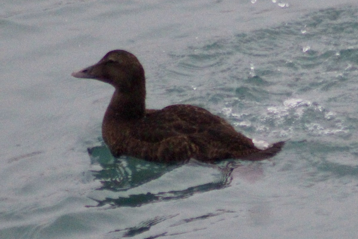 Common Eider - ML642183900