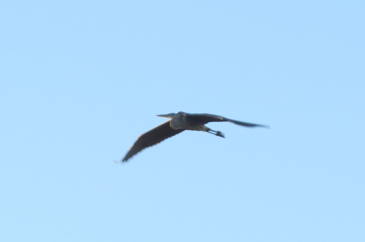 Great Blue Heron - ML642183937