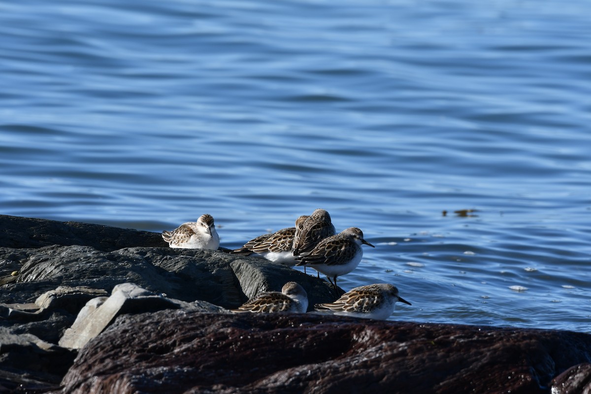 Semipalmated Sandpiper - ML642183949