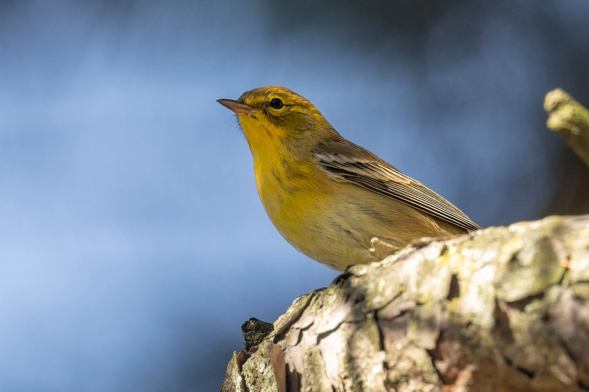 Pine Warbler - ML642183952