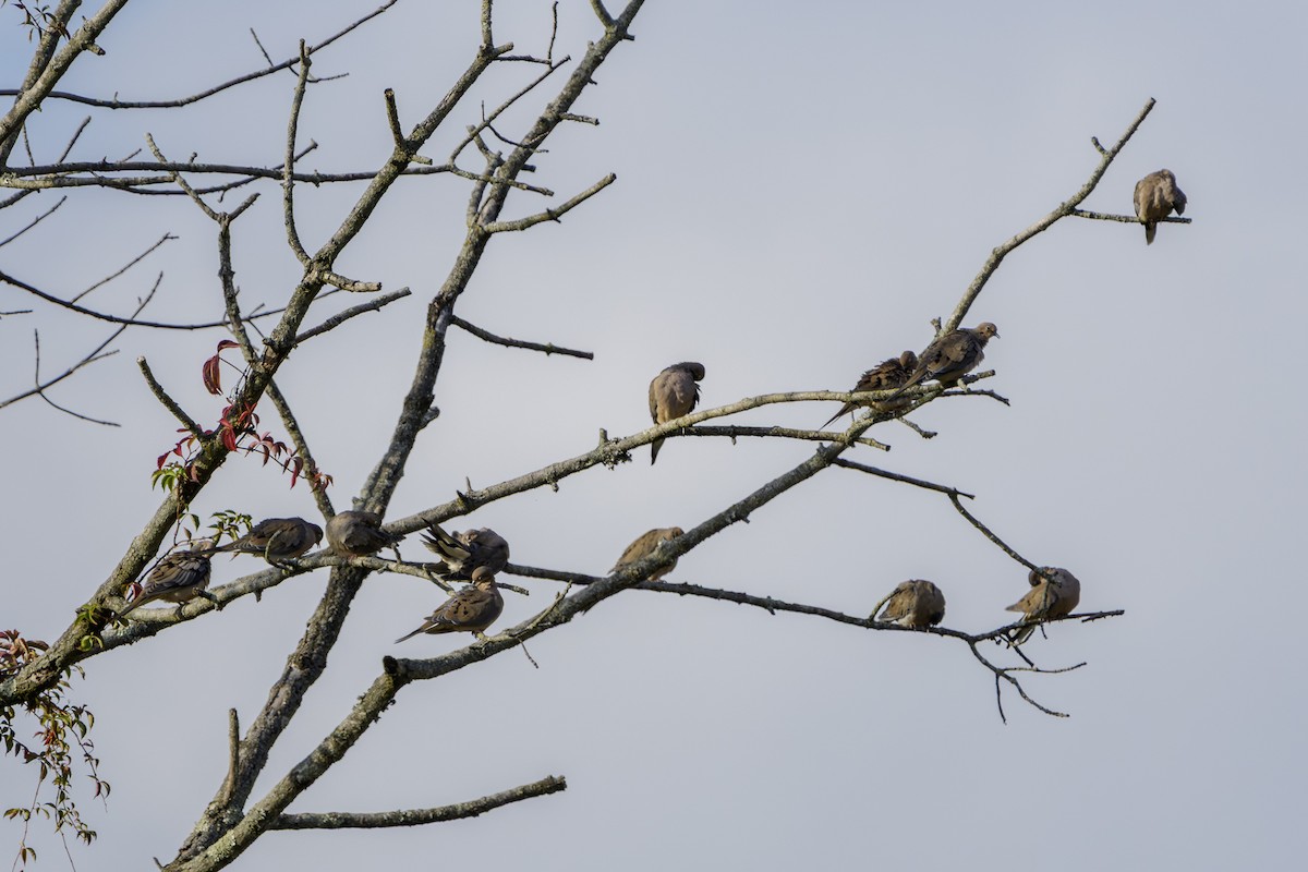 Mourning Dove - ML642183956