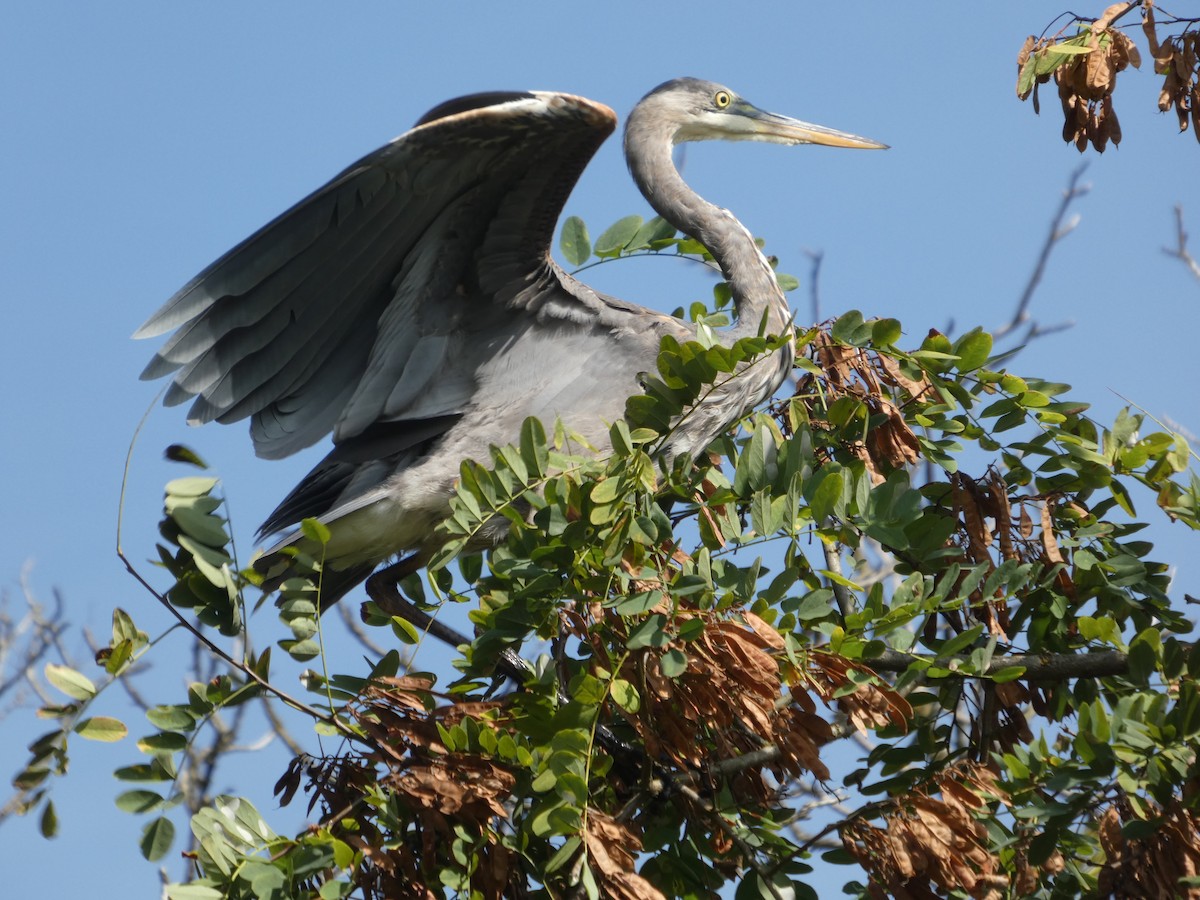 Great Blue Heron - ML642183974