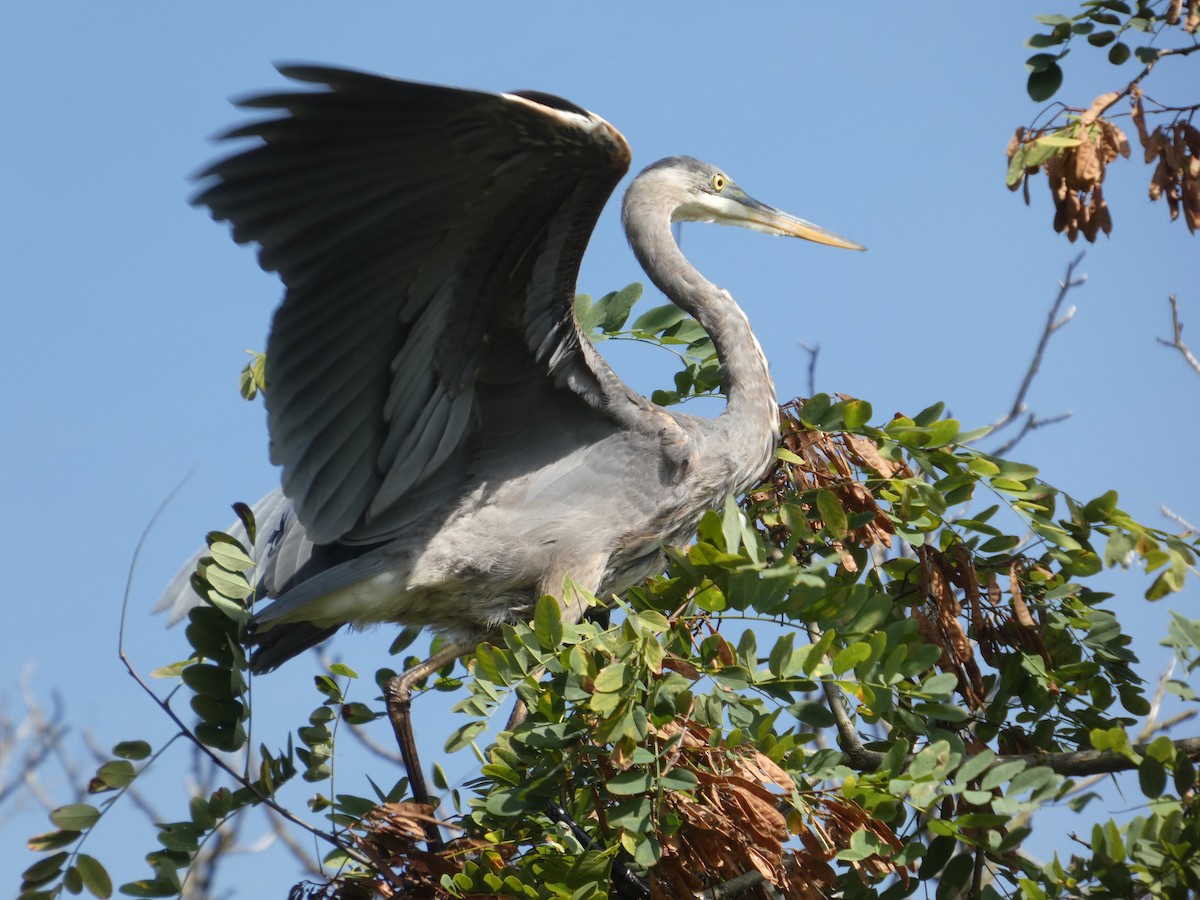 Great Blue Heron - ML642183975