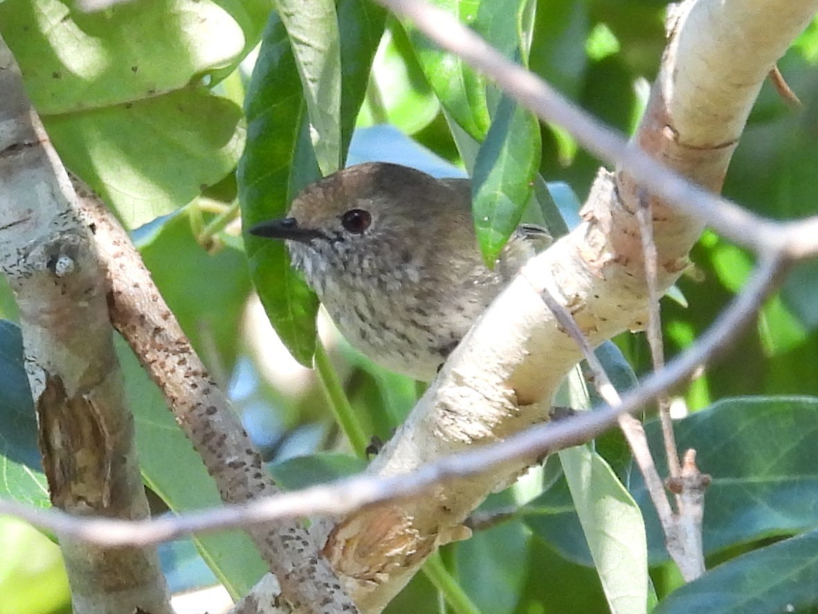 Brown Thornbill - ML642183982
