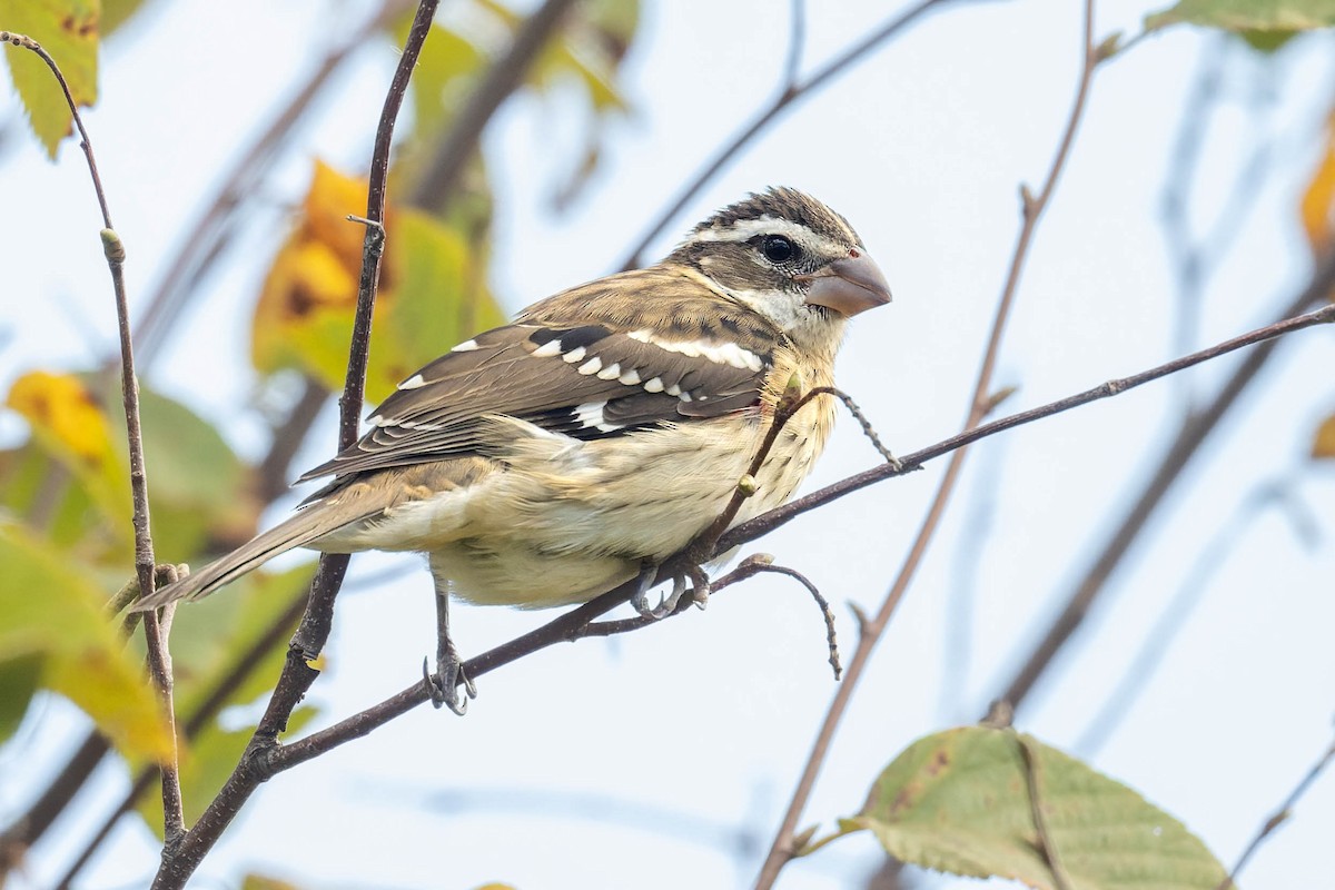 Rose-breasted Grosbeak - ML642183984