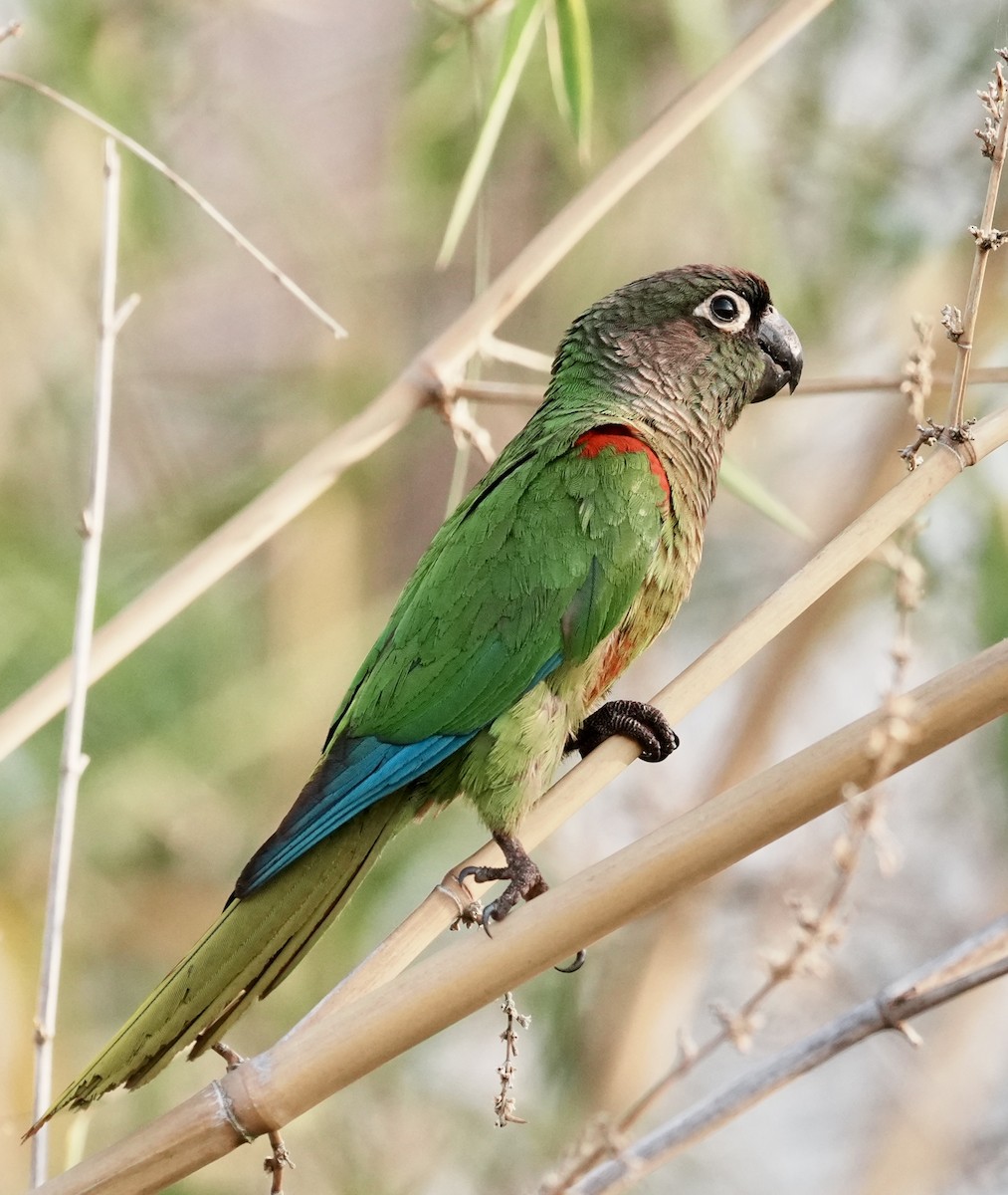Blaze-winged Parakeet - ML642184053