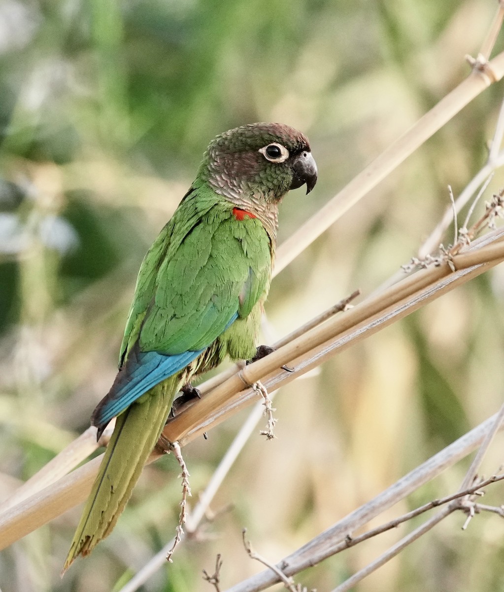 Blaze-winged Parakeet - ML642184054