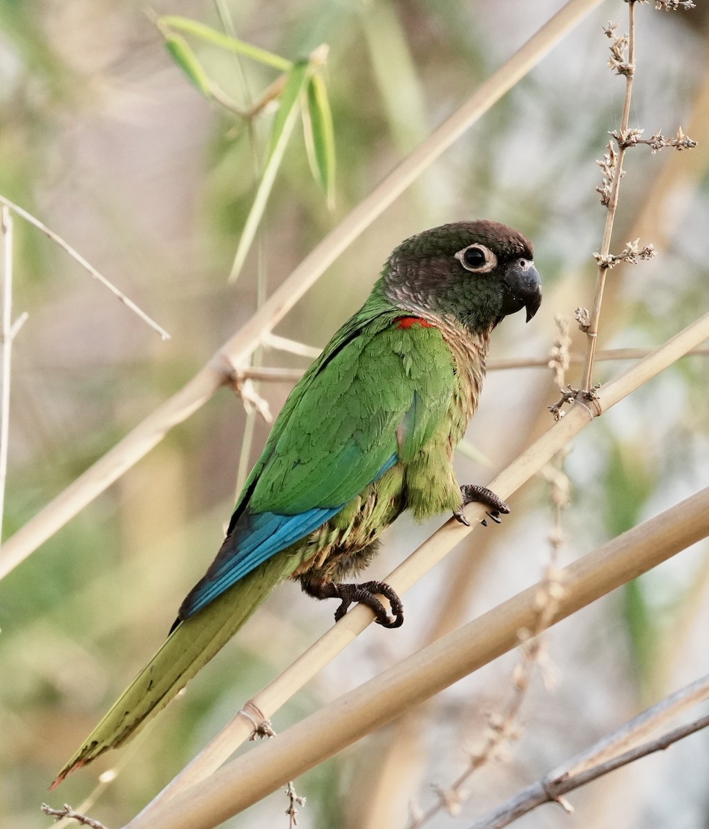 Blaze-winged Parakeet - ML642184055