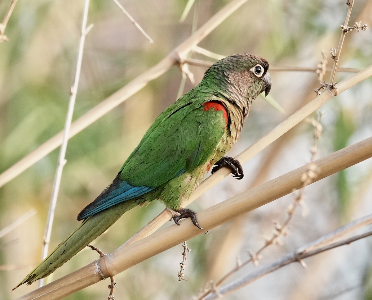 Blaze-winged Parakeet - ML642184056