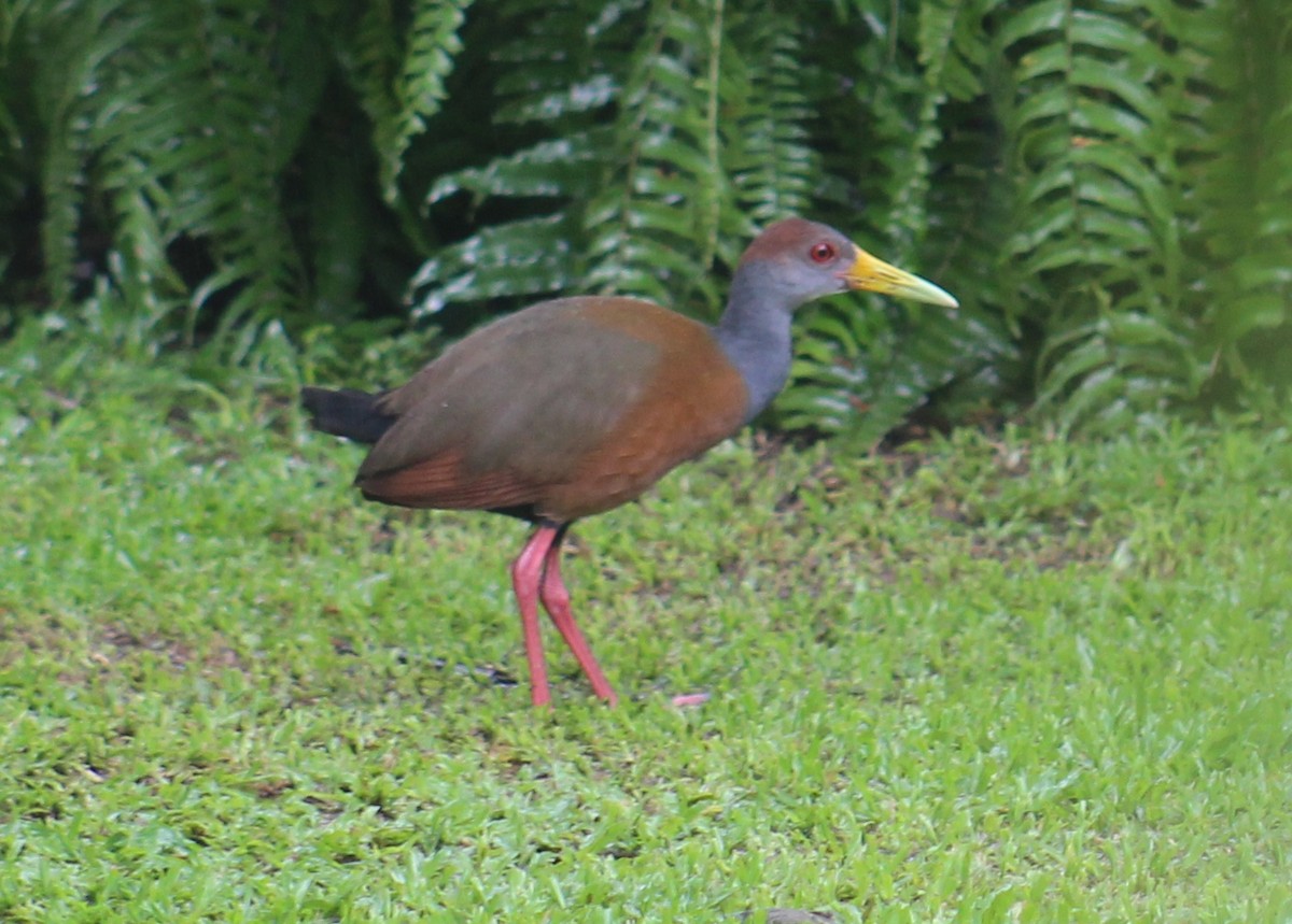 Russet-naped Wood-Rail - ML642184058