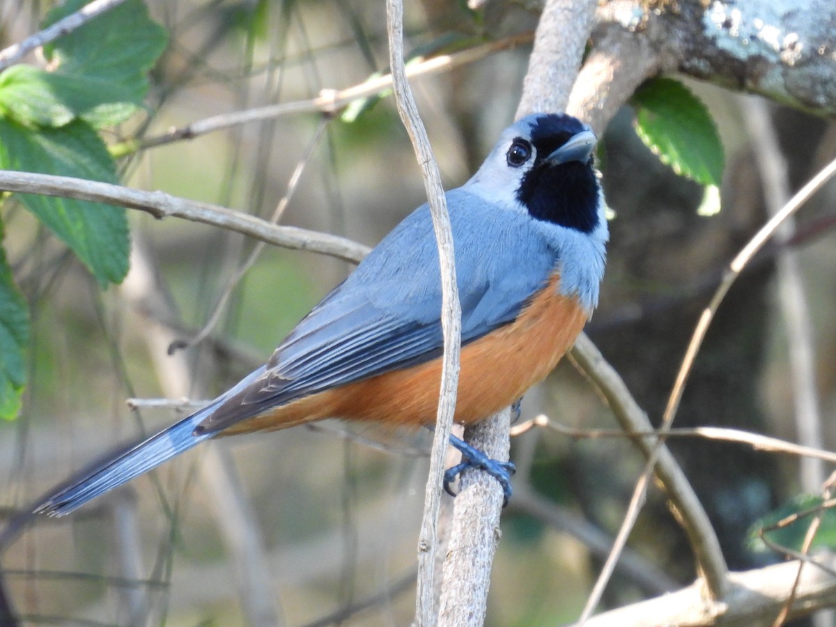 Black-faced Monarch - ML642184060