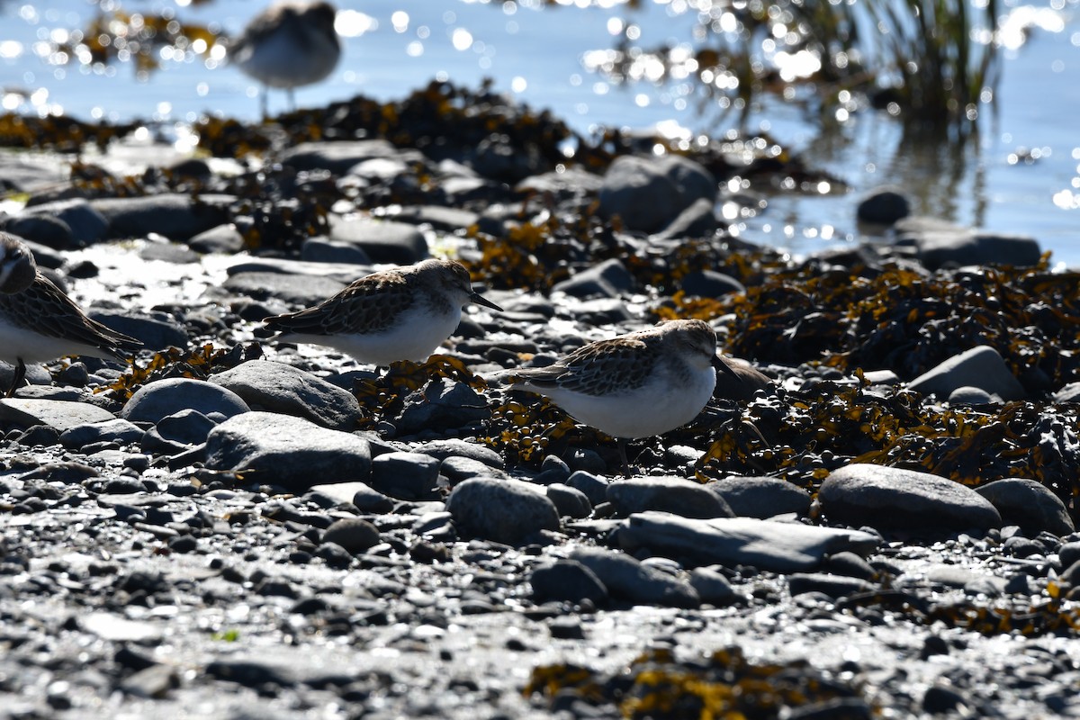 Semipalmated Sandpiper - ML642184065