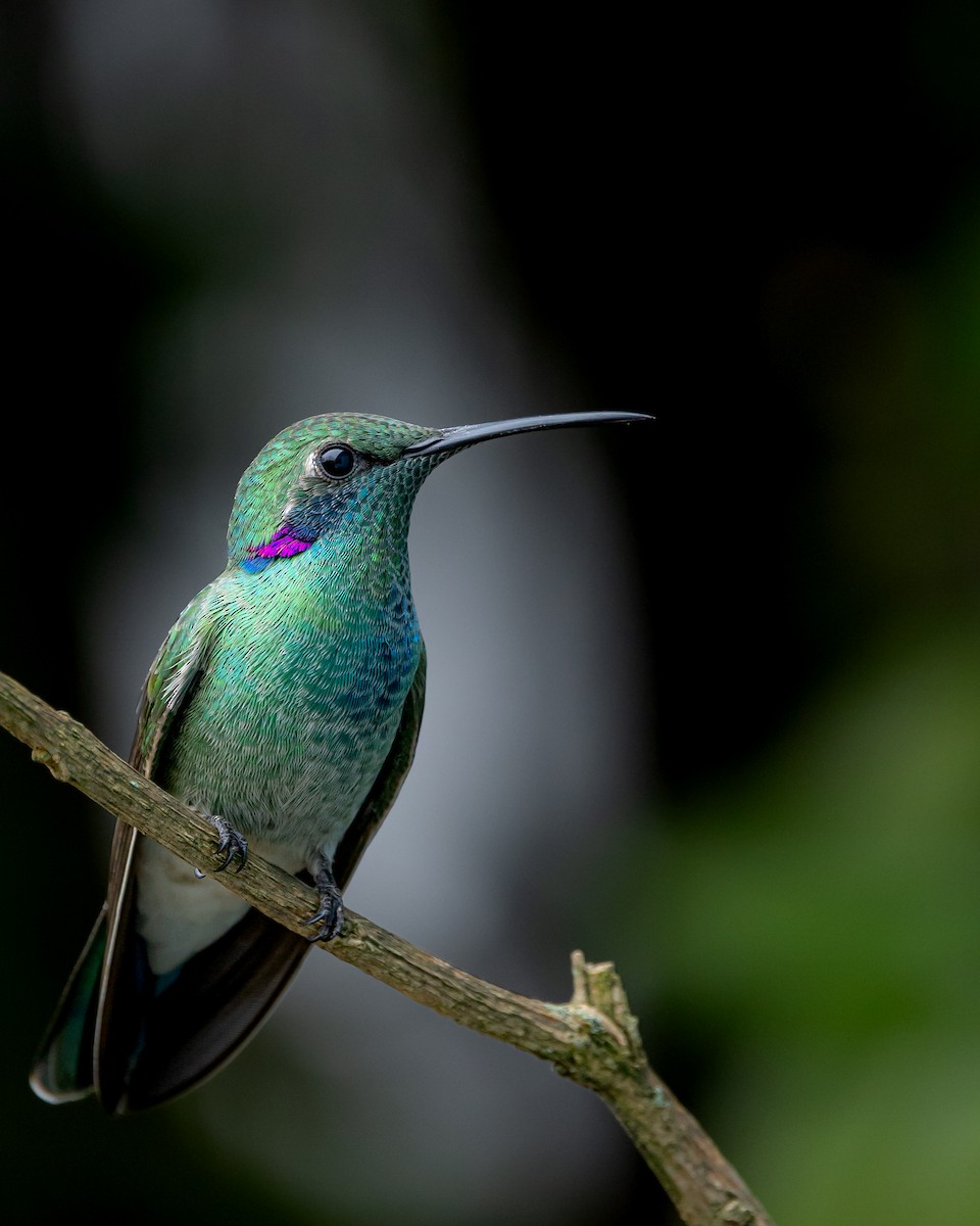 White-vented Violetear - ML642184069