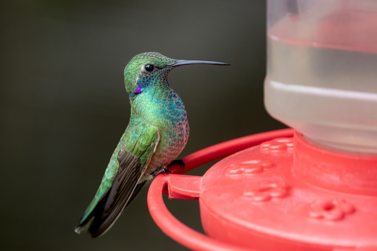 White-vented Violetear - ML642184070
