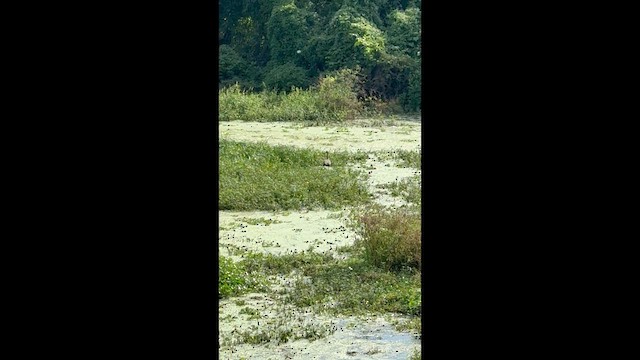 Limpkin - ML642184071