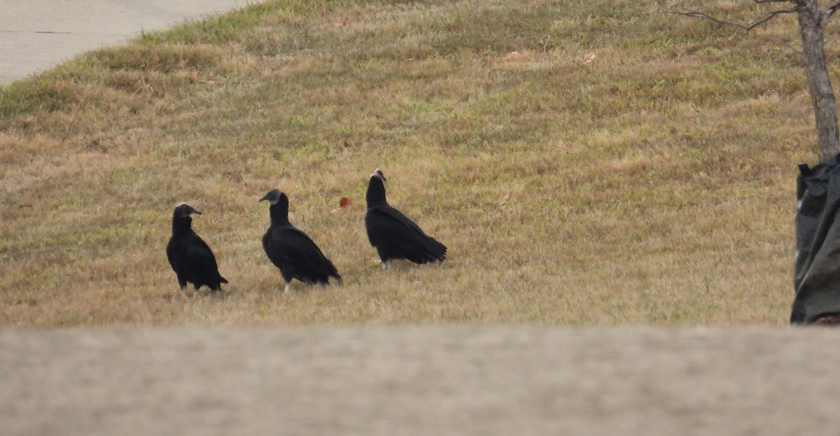Black Vulture - ML642184072