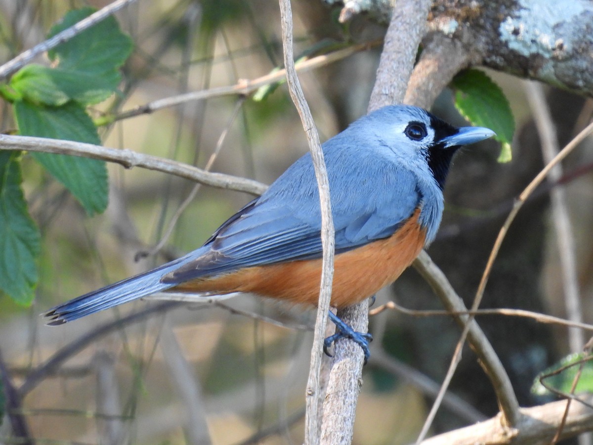 Black-faced Monarch - ML642184077