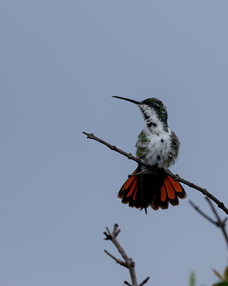 Black-throated Mango - ML642184079