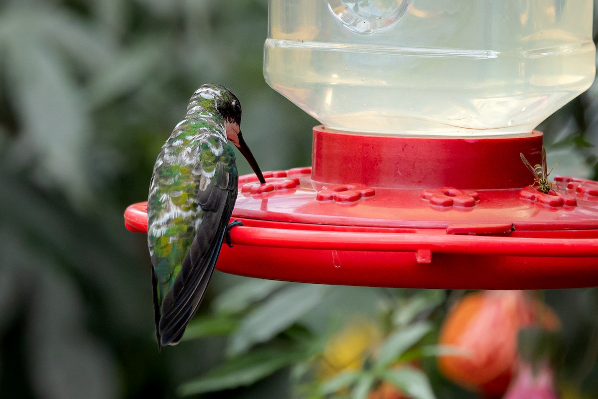 Black-throated Mango - ML642184080