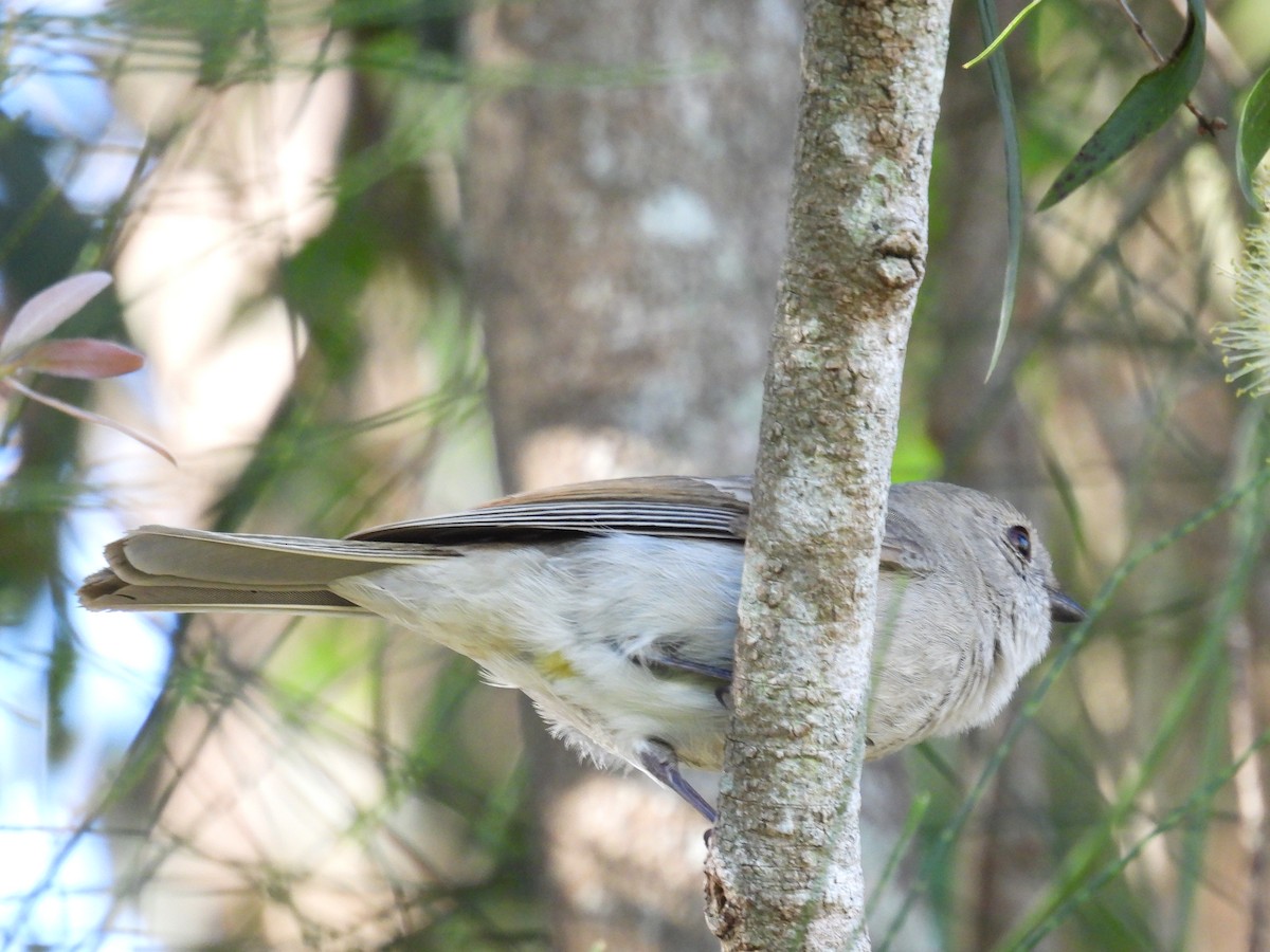 Golden Whistler - ML642184099