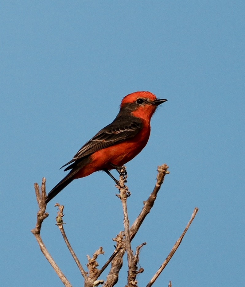 Vermilion Flycatcher (Austral) - ML642184141