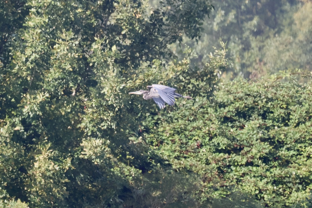 Great Blue Heron - ML642184171