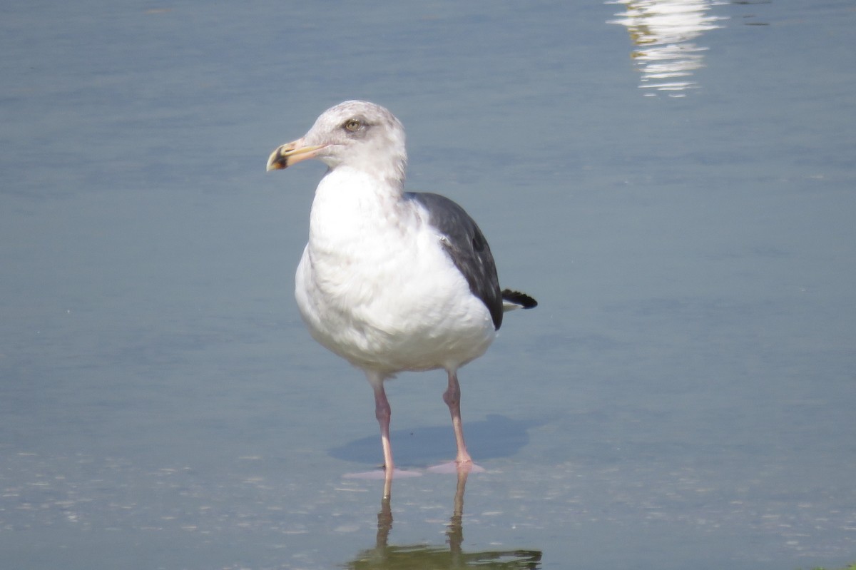Gaviota Occidental - ML642184172