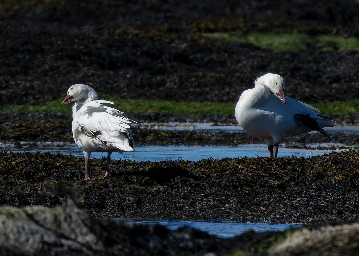 Snow Goose - ML642184202