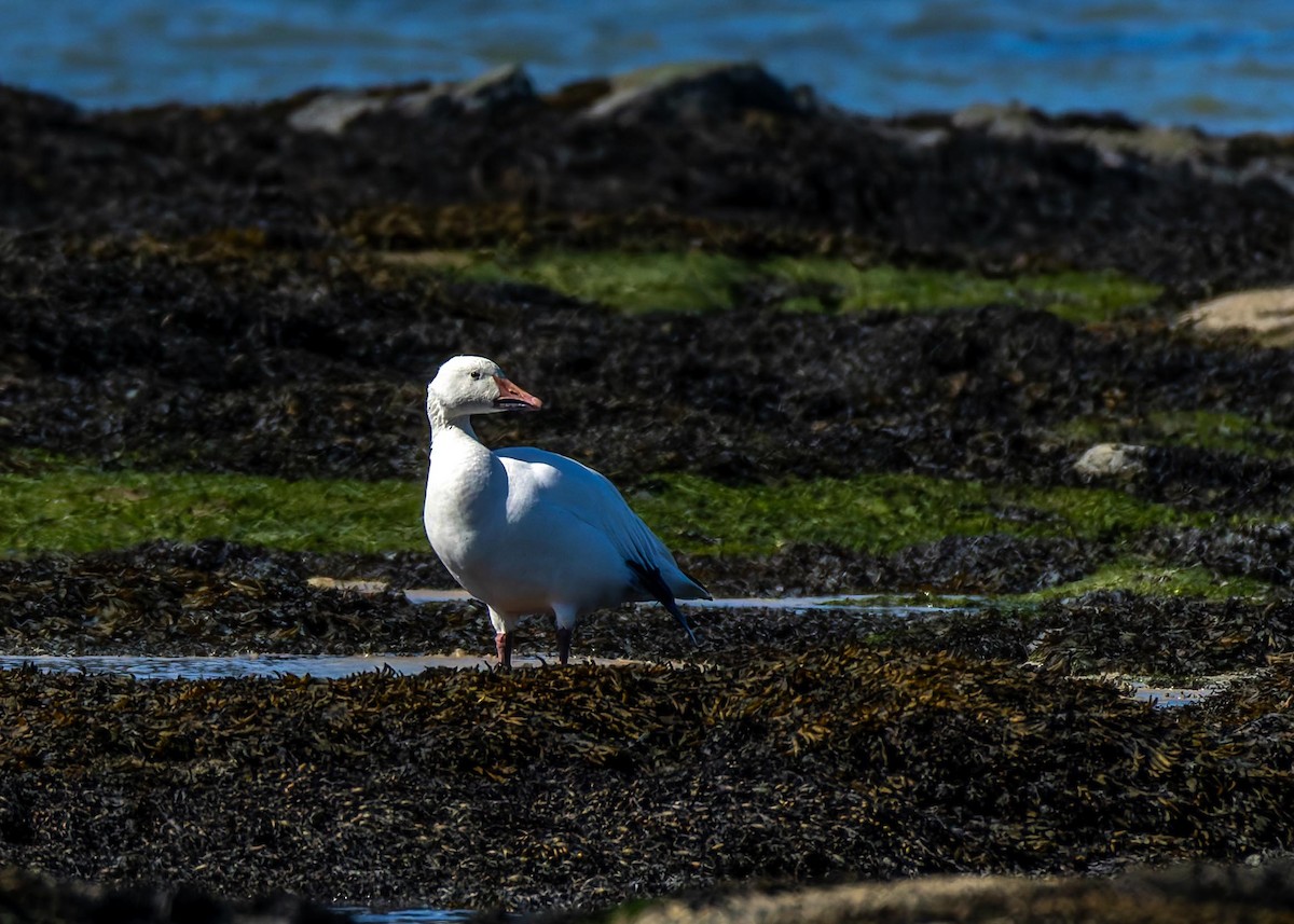 Snow Goose - ML642184203