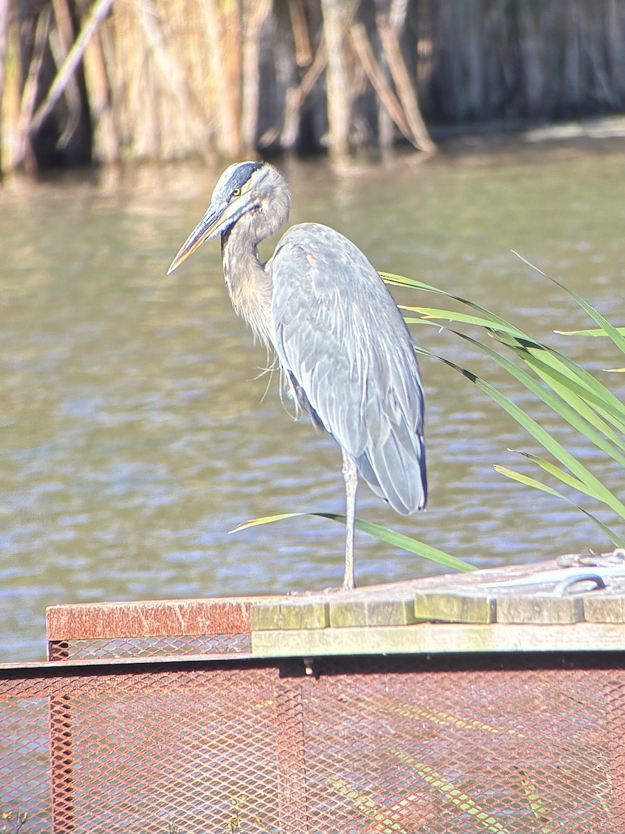 Great Blue Heron - ML642184206