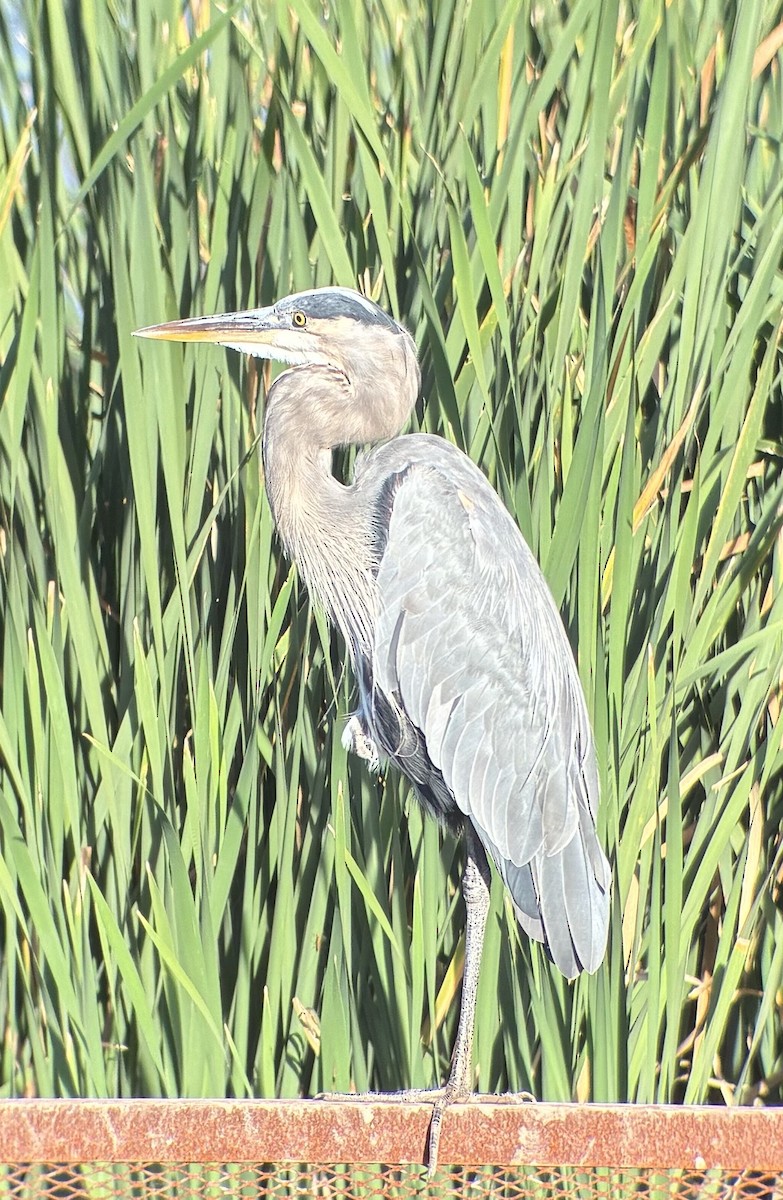 Great Blue Heron - ML642184207