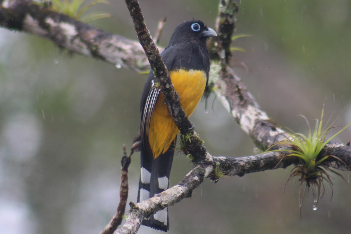 Black-headed Trogon - ML642184210