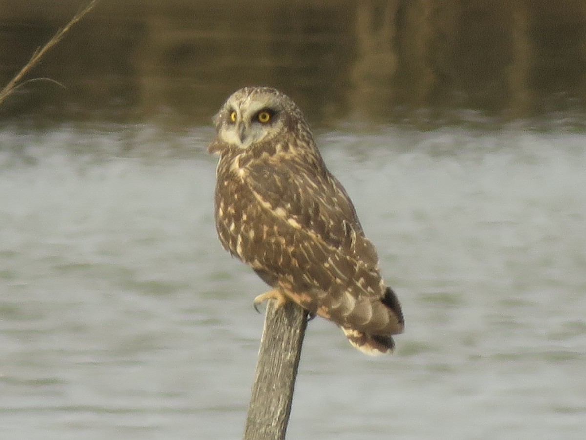 Short-eared Owl - ML642184230