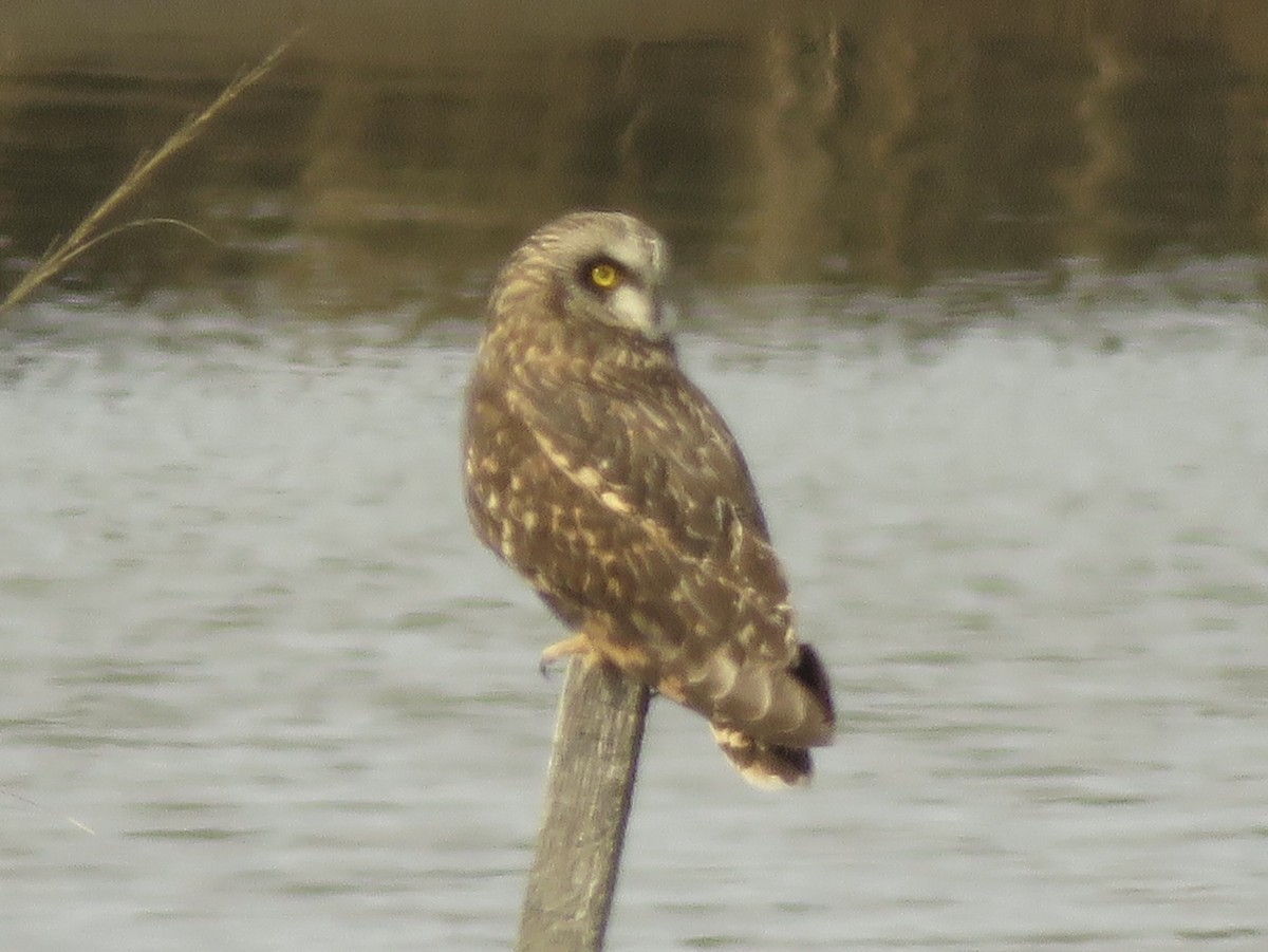 Short-eared Owl - ML642184231
