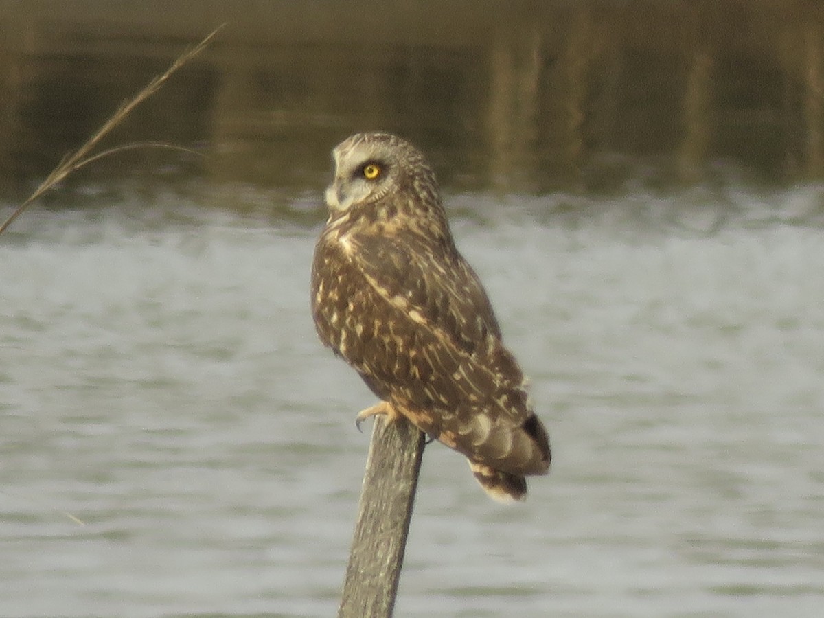 Short-eared Owl - ML642184232