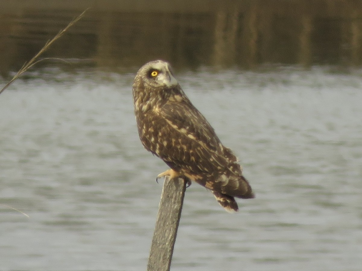 Short-eared Owl - ML642184233