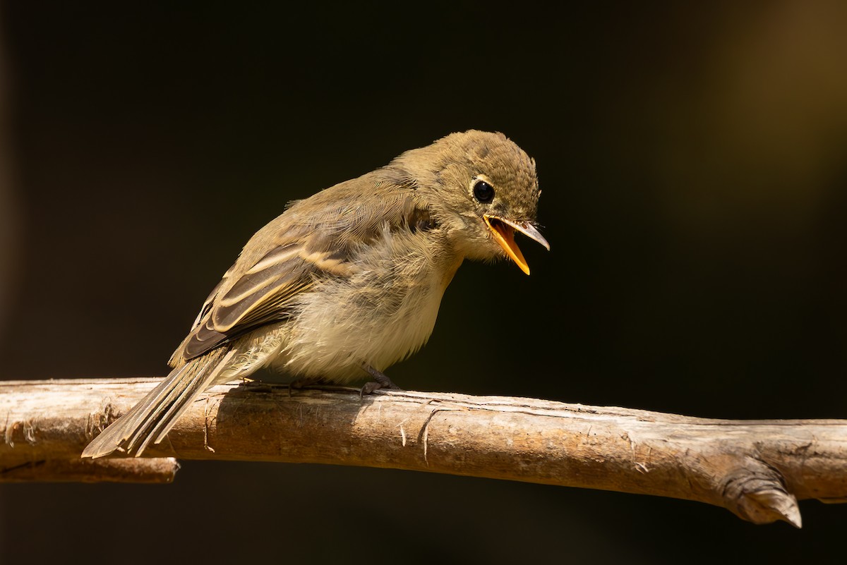 Western Flycatcher - ML642184276
