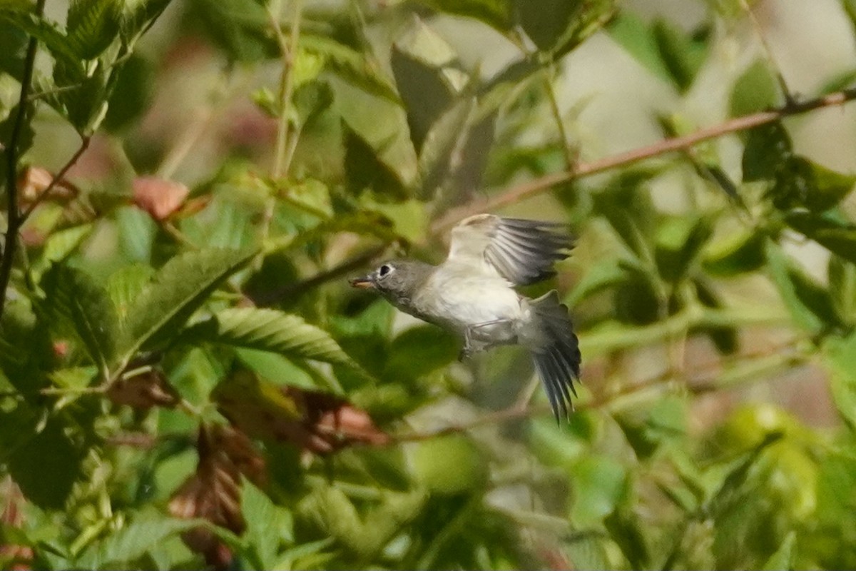 Least Flycatcher - ML642184277