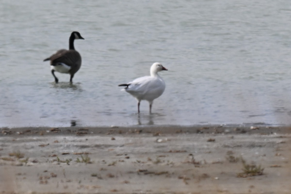 Snow Goose - ML642184278