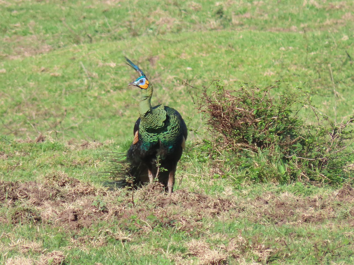 Green Peafowl - ML642184280